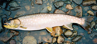 Whitespotted Char Salvelinus l. leucomaenis