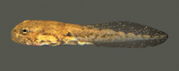 : Bufo californicus; Arroyo Toad