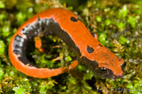 : Bolitoglossa lincolni
