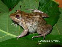 : Leptodactylus macrosternum; Miranda's White-lipped Frog