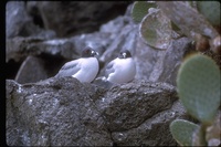 : Creagrus furcatus; Swallow-tailed Gull