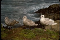 : Larus glaucescens; Glaucous-winged Gull