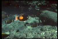 : Acanthurus achilles; Achilles Tang