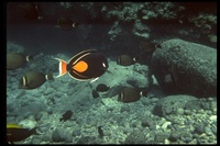 : Acanthurus achilles; Achilles Tang