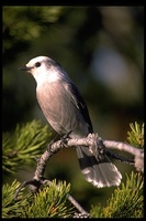 : Perisoreus canadensis; Gray Jay