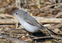 : Polioptila caerulea; Blue-gray Gnatcatcher