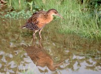 : Rallus elegans; King Rail