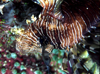 : Pterois volitans; Lionfish