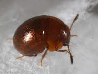 : Agathidium sp.; Round Fungus Beetle