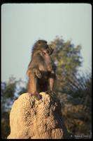 : Papio ursinus; Chacma Baboon