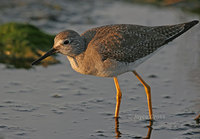 : Tringa flavipes; Lesser Yellowlegs