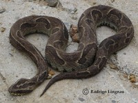 : Bothrops cotiara