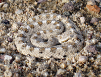 : Crotalus cerastes cerastes; Mojave Desert Sidewinder