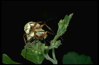 : Macrodactylus sp.; Rose Chafer