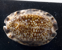 : Cypraea maculifera