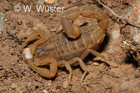 : Hottentotta trilineatus; Three-lined Scorpion