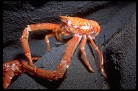 : Munida sp.; Deep Water Squat Lobster