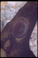 : Notoacmea insessa; Seaweed Limpet