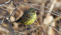 Male Black-faced Bunting Emberiza melanocephala personata