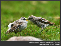 Montifringilla taczanowskii White-rumped Snowfinch 白腰雪雀 116-002