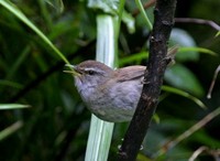 スンダウグイス  Sunda Bush-Warbler Cettia vulcania