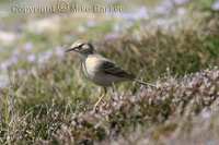 Tawny Pipit (Anthus campestris)