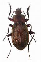 Carabus cancellatus tibiscinus