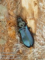 Pytho depressus