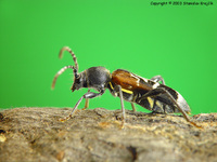 Anaglyptus mysticus