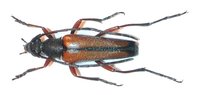 Stenurella jaegeri