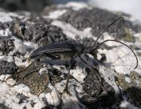 Oxymirus cursor