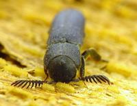 Melasis buprestoides