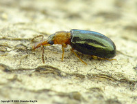 Salpingus ruficollis