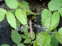 Tipula maxima