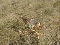 Polyommatus coridon - Chalk Hill Blue