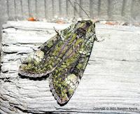 Anaplectoides prasina - Green Arches