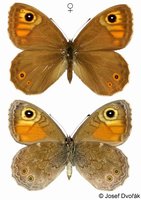 Lasiommata maera - Large Wall Brown