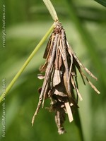 Canephora hirsuta