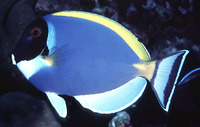 Acanthurus leucosternon, Powderblue surgeonfish: fisheries, aquarium