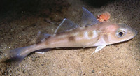 Melanogrammus aeglefinus, Haddock: fisheries, aquaculture, gamefish