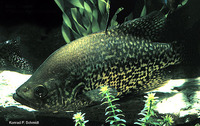 Pomoxis nigromaculatus, Black crappie: fisheries, gamefish, aquarium