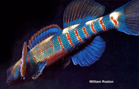 Etheostoma tetrazonum, Missouri saddled darter: