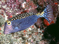 Ostracion meleagris, Whitespotted boxfish: fisheries, aquarium