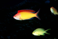 Pseudanthias dispar, Peach fairy basslet: aquarium