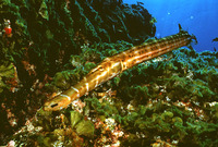 Aulostomus strigosus, Atlantic cornetfish: