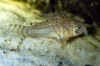 Corydoras punctatus, Spotfin corydoras: aquarium