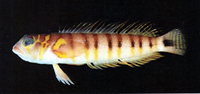 Parapercis multifasciata, Gold-birdled sandsmelt: