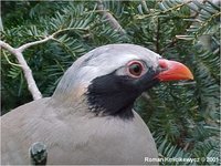 Philby's Rock Partridge Alectoris philbyi