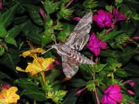 Agrius convolvuli - Convolvulus Hawk-moth