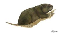 Image of: Cratogeomys neglectus (Querétaro pocket gopher)